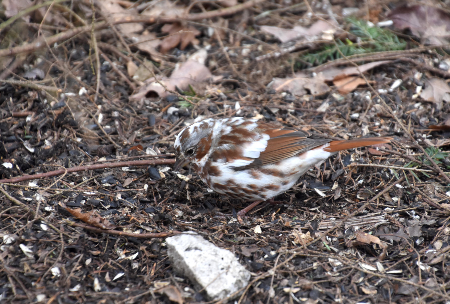 Views of the piebald leucistic fox sparrow from behind and from the left side.